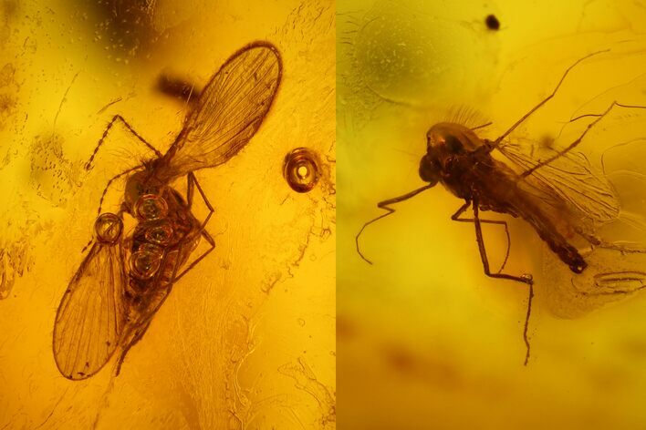 Two Fossil Flies (Diptera) In Baltic Amber #128348